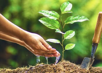 संतभूमी असलेल्या मंगळवेढ्याला हरितभूमी करण्यासाठी शिक्षण प्रसारक मंडळाचा पुढाकार ; शासनाच्या सहयोगातून दहा हजार वृक्षांची लागवड करण्यात येणार