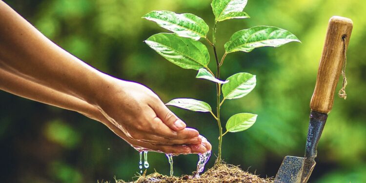 संतभूमी असलेल्या मंगळवेढ्याला हरितभूमी करण्यासाठी शिक्षण प्रसारक मंडळाचा पुढाकार ; शासनाच्या सहयोगातून दहा हजार वृक्षांची लागवड करण्यात येणार