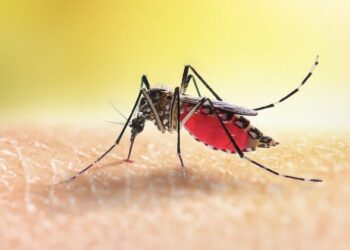 चिंता वाढली ! पुण्यात झिका व्हायरसचा शिरकाव, झिकाचा रुग्णांना संसर्ग ; आरोग्य यंत्रणा अलर्ट मोडवर