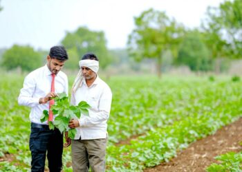 खरीप हंगामाला सुरूवात झाली मात्र शेतकरी अजूनही गतवर्षीच्या सोयाबीनवरील मोझॅकचे अनुदान व पीकविम्याच्या प्रतीक्षेत