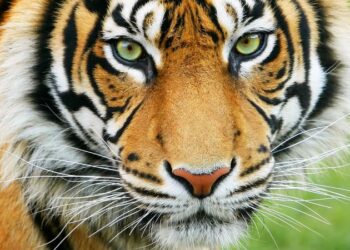 ‘वक्त आने दो, जबाब भी देंगे और हिसाब भी लेंगे’ कोकणात उदय सामंत यांच्या बॅनरमधून राणेंना थेट इशारा ?