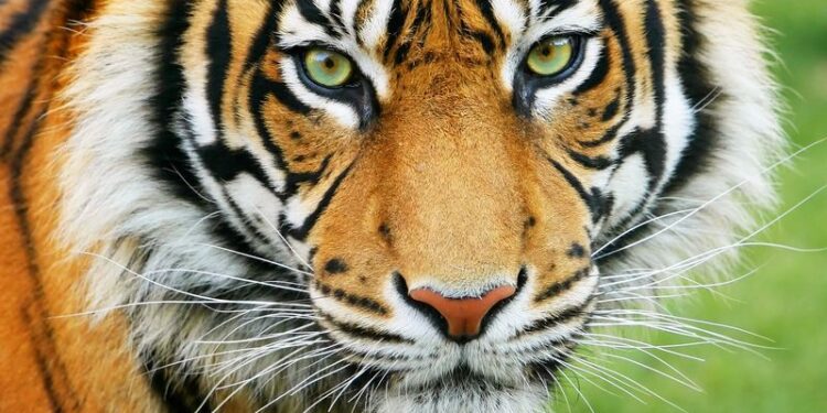 ‘वक्त आने दो, जबाब भी देंगे और हिसाब भी लेंगे’ कोकणात उदय सामंत यांच्या बॅनरमधून राणेंना थेट इशारा ?