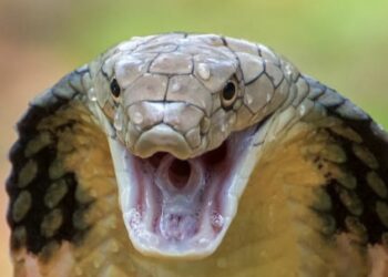 ऐकावं ते नवलचं ! सापाकडून तरुणाचा पाठलाग, दीड महिन्यात तब्बल सहा वेळा दंश ; भीतीने पळून मावशीच्या घरी गेला तरी तिथेही पोहोचून केला दंश, घटनेने सर्वत्र खळबळ, अखेर….