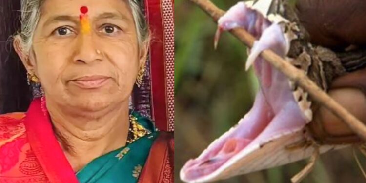 धक्कादायक ! शेतात कडबा गोळा करत असताना सर्पदंश होऊन 55 वर्षीय महिलेचा दुर्दैवी मृत्यू ; सुनिता यांचा मदतीसाठी आरडाओरडा, पण….